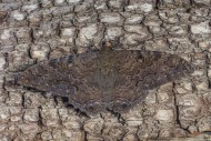 Black Witch Moth (Ascalapha o...
