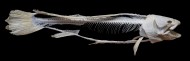 Bowfin Skeleton (Amia calva)