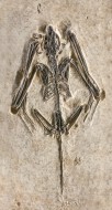 Fossil Bat, Icaronycteris ind...