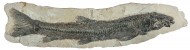 Fossilized Beaked Sandfish, N...