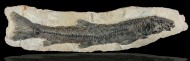 Fossilized Beaked Sandfish, N...