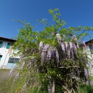 wisteria also known as Wistar...