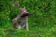Hunting Eurasian lynx (Lynx l...