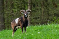 European mouflon (Ovis aries ...