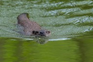 Eurasian otter / European riv...