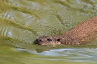 Close-up of Eurasian otter / ...