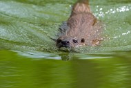 Close-up of Eurasian otter / ...