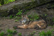 Eurasian wolf / grey wolf (Ca...