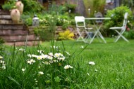 Lawn with flowering daisies (...