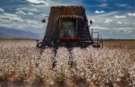 Cotton Harvester, Pima Cotton...