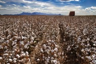 Cotton Harvester, Pima Cotton...