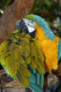 Preening Blue & Gold Macaw, A...