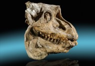 Fossil Skull, Pronomotherium ...