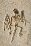 Fossil Bat, Onychonycteris fi...