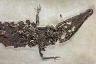 Fossil Crocodile, Borealosuch...