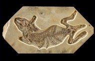 Fossil Hyopsodus wortmani, Ex...