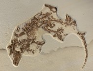 Fossil Palaeosinopa didelphoi...