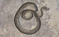 Fossil Snake, Boavus idelmani...