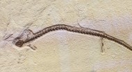 Fossilized Salamander, Paleoa...