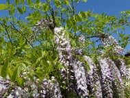 wysteria plant with light pur...