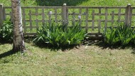 garden with meadow and iris f...