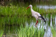 White stork (Ciconia ciconia)...