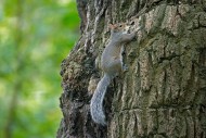 Eastern grey squirrel (Sciuru...