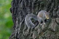 Eastern grey squirrel (Sciuru...