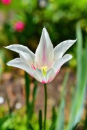 Tulip (Tulipa) flower head, B...