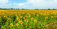 Field of sunflowers in full s...