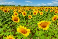 Field of sunflowers in full s...