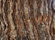 Background of the bark of a w...