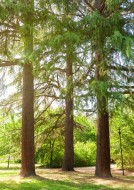 Three old trees in a park wit...