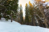 View from below the tops of p...