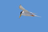 Banded little tern (Sternula ...