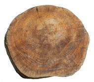 Cross section of elm (Ulmus) ...