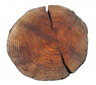 Cross section of Douglas fir ...