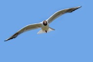 Black-headed gull (Chroicocep...