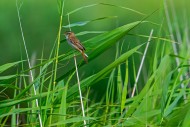 Sedge warbler (Acrocephalus s...