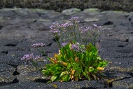 Common sea-lavender (Limonium...