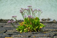 Common sea-lavender (Limonium...