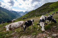 Young cattle on an alpine mea...