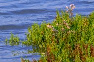 Marsh samphire / common glass...