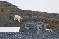 Curious polar bear (Ursus mar...