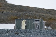 Curious polar bear (Ursus mar...