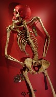 Skeleton of soldier killed on...