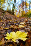 Walking path through an autum...