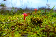 Hygrocybe on a moss-covered f...