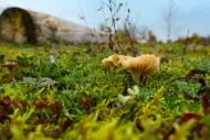 Close-up of a mushroom with g...