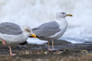 Caspian gull (Larus cachinnan...